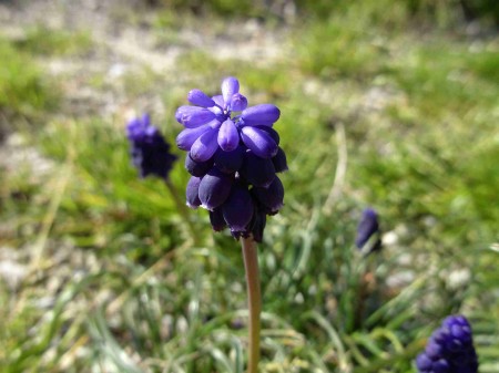 muscari